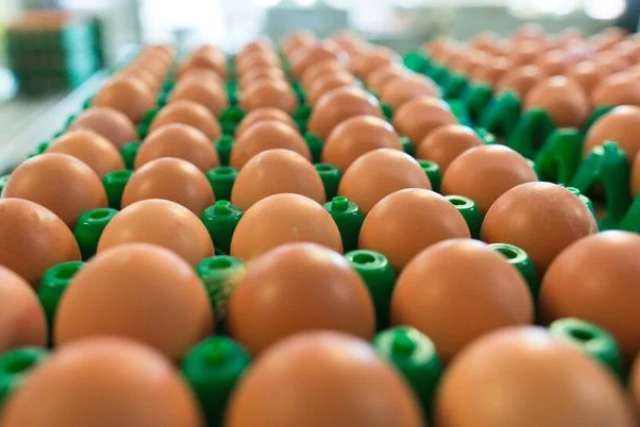 Benefícios do Consumo de Ovos