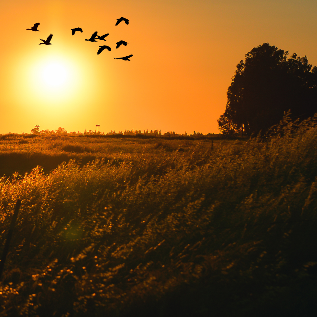 6 Técnicas de Motivação Tão Simples Que Parecem Mágica